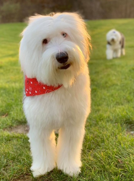 kelly's-sheep-dogs kelly's-sheep-dogs
